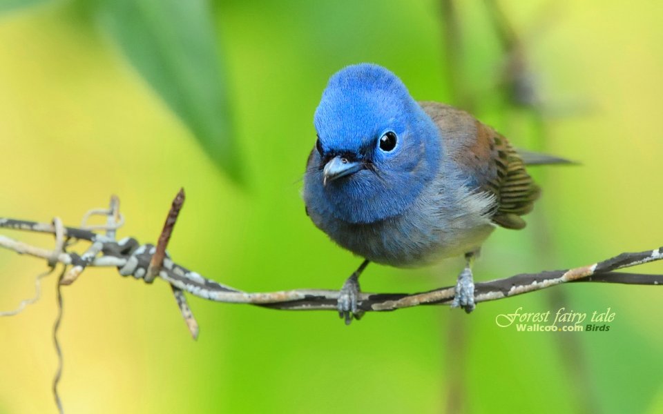 Black Naped Monarch Bird In Forest