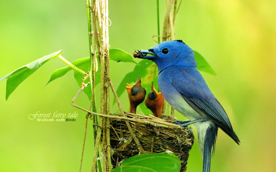 Black Naped Monarch Feeding Chicks In Forest