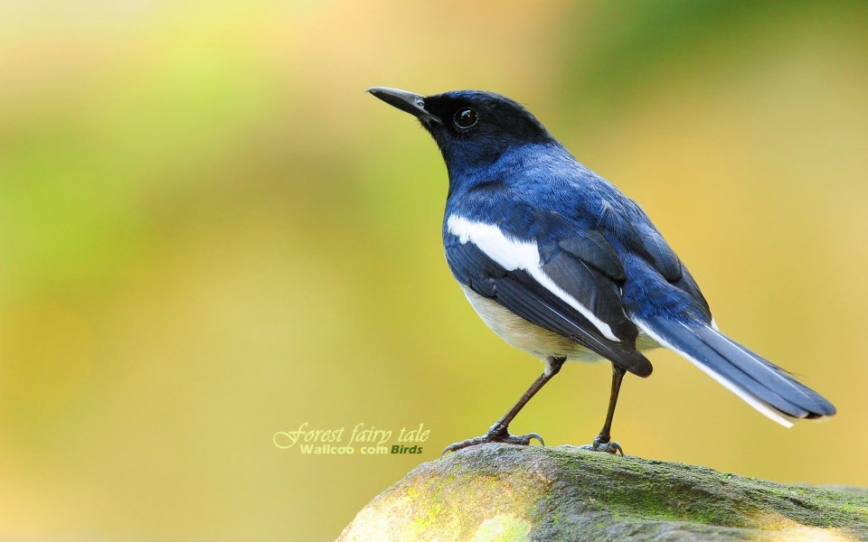 Magpie Robin In Forest Mr Sorrow