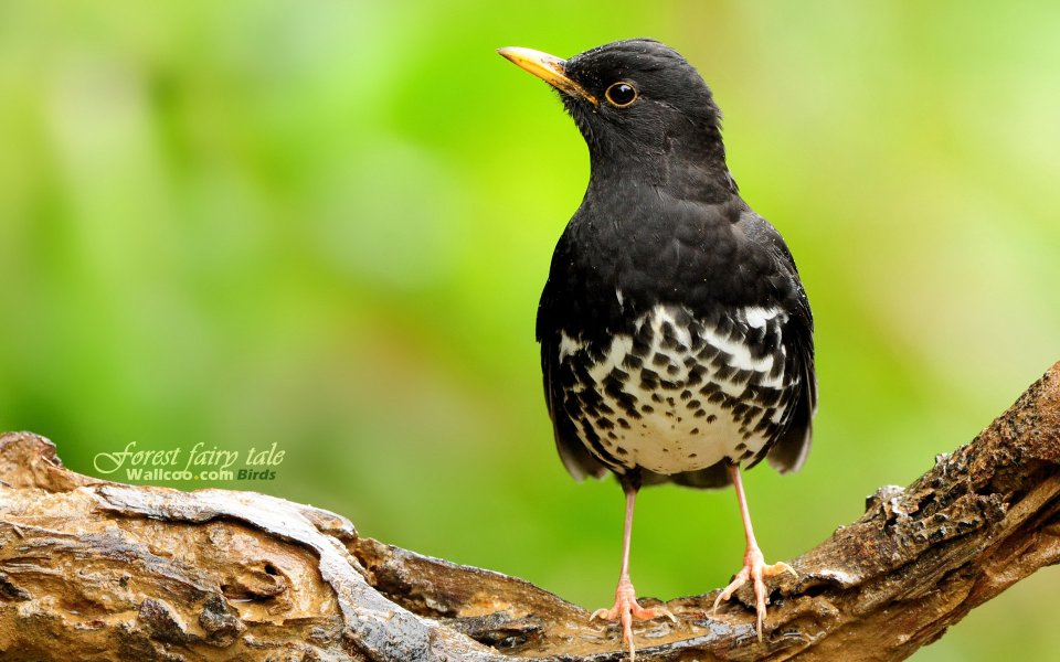 Rare Japanese Forest Bird White Throated Ground Thrush