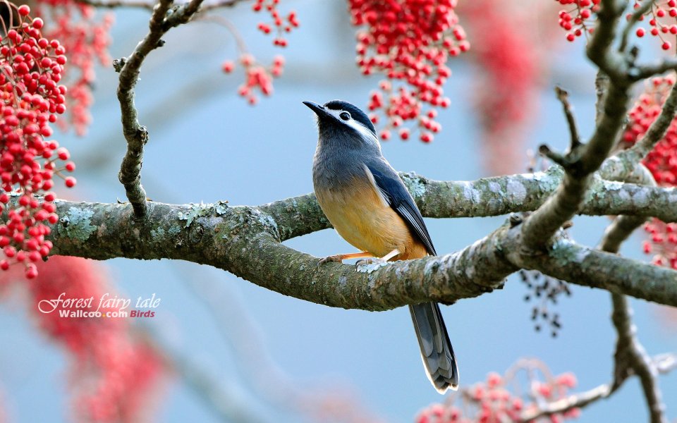 Bird Perched On Branch With Red Berries