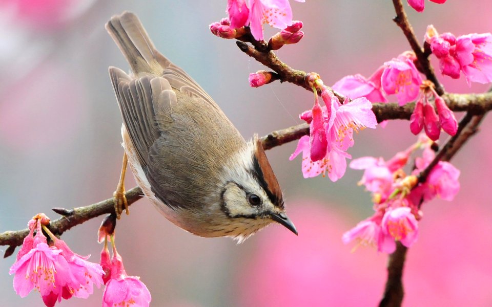 Bird On Cherry Blossom Branch In Spring