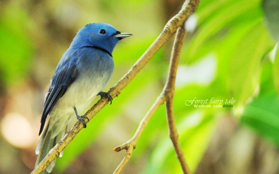 Black Naped Monarch On Twig