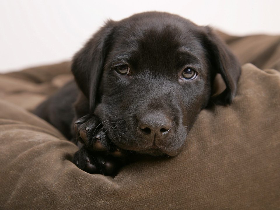 Brown Eyed Black Labrador Puppy