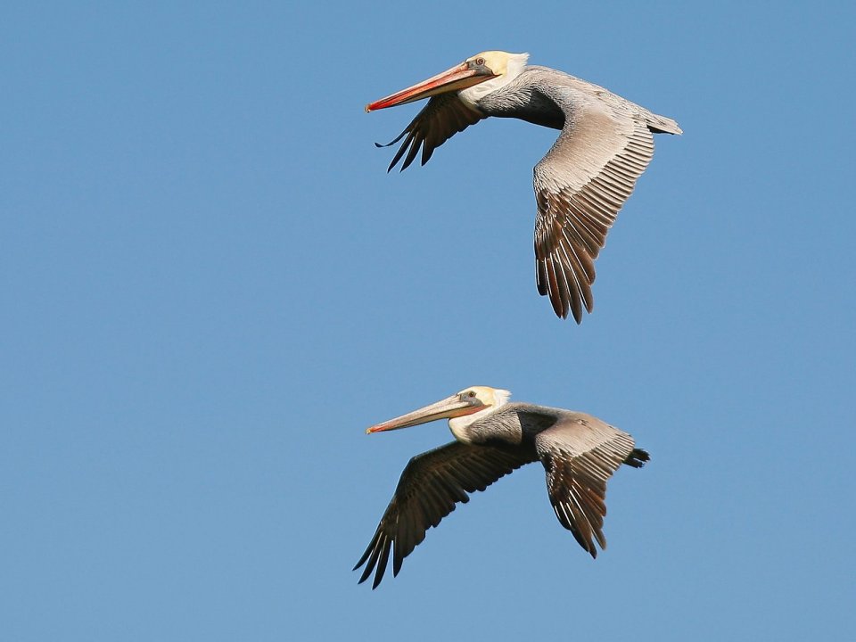 Brown Pelicans In Flight Carmel California