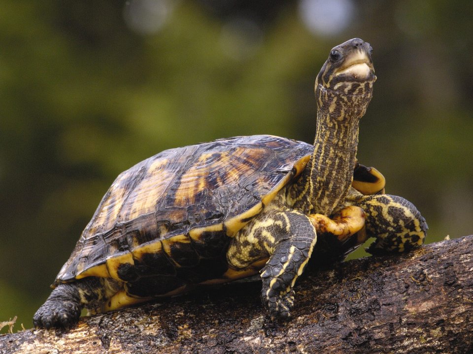 Wood Turtle In The Forest
