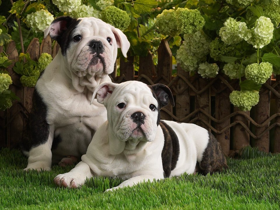 Cute Bulldog Puppies In Garden