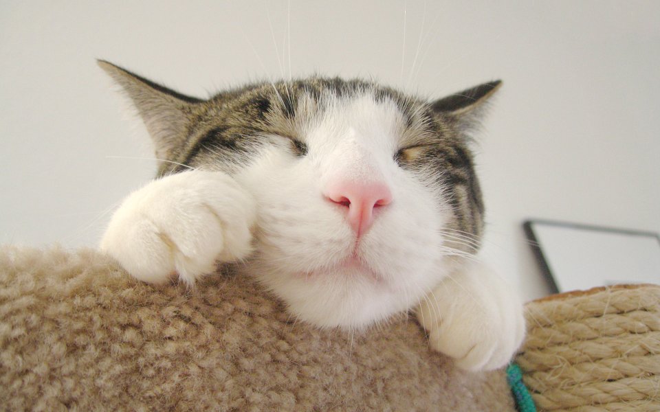 个性十足的宠物猫咪壁纸