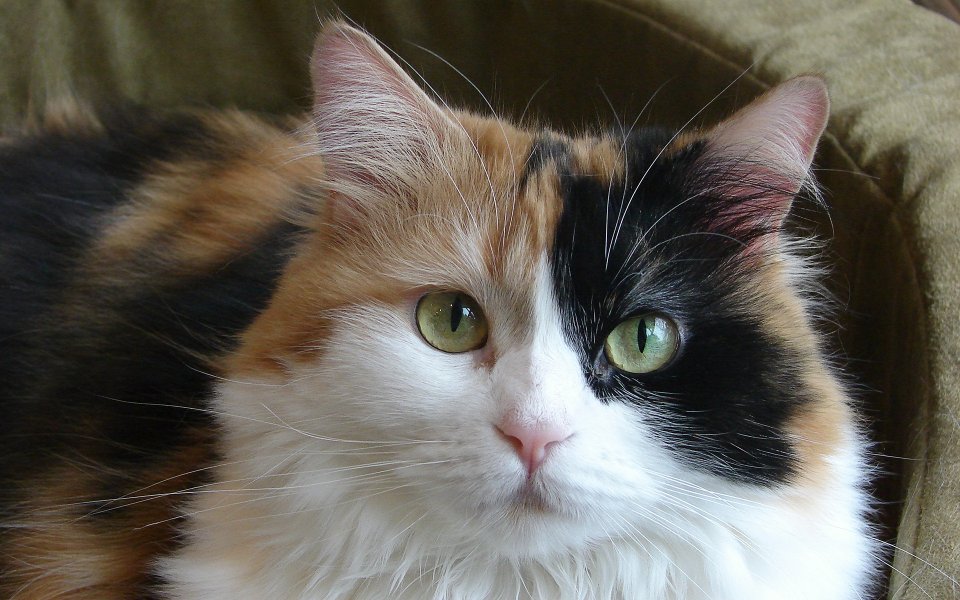 Calico Long Haired Cat Portrait