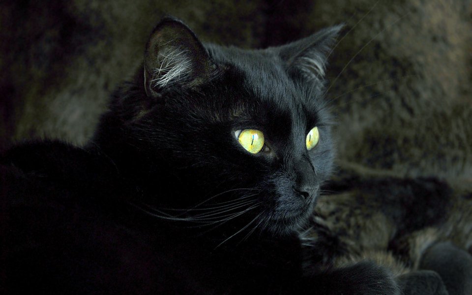 Mysterious Black Cat Gaze