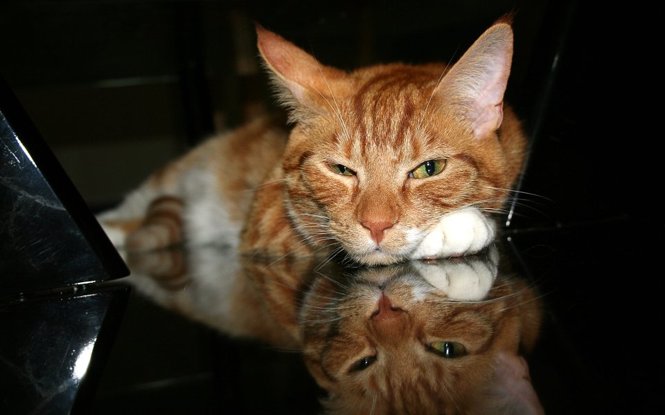 镜面上的慵懒橘猫