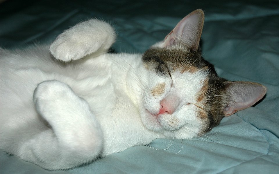 熟睡中的可爱三花猫