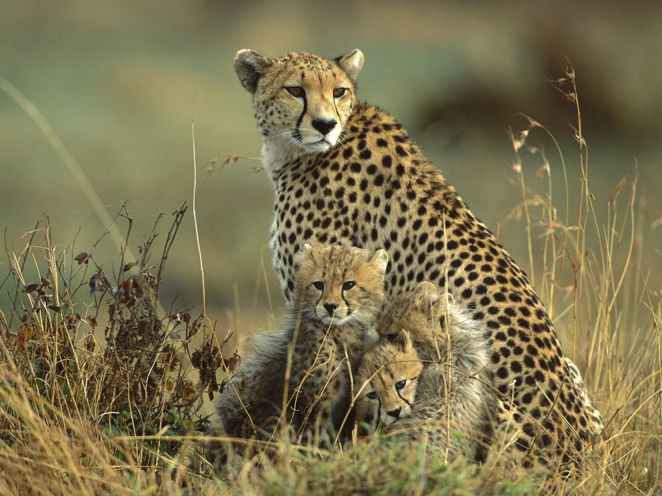 Cheetah Mother And Cubs Masai Mara