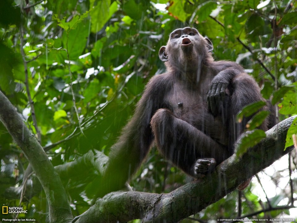 Chimp Call In Rain