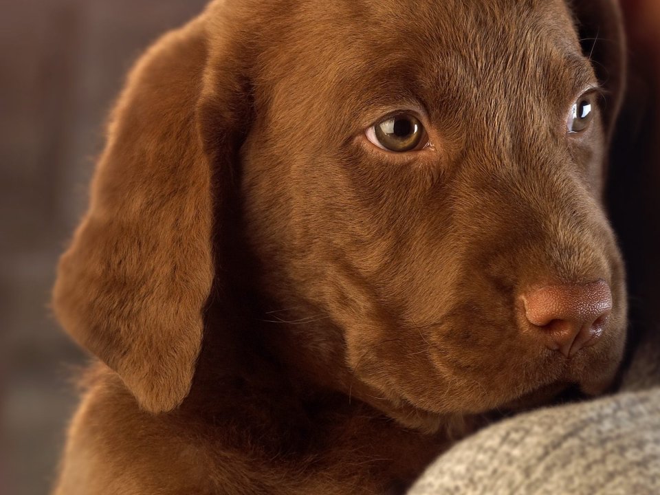 Chocolate Lab Puppy Close Up