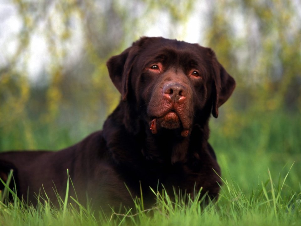 Chocolate Labrador Dog On Grass