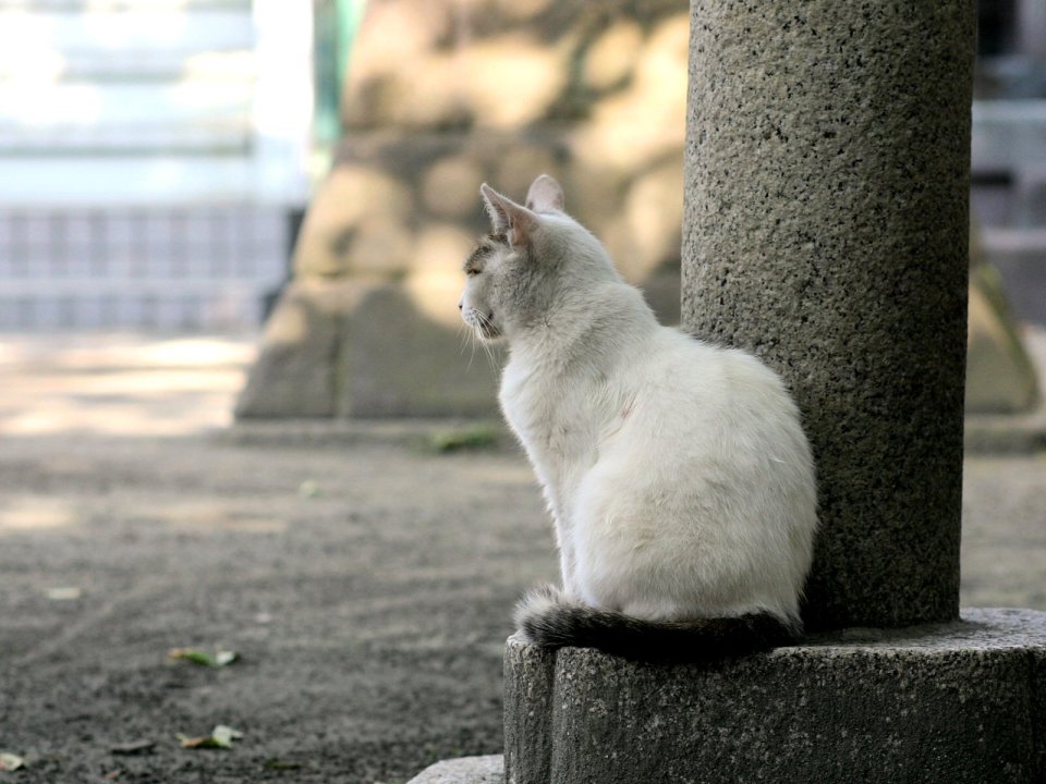 城市里的白猫静坐石柱