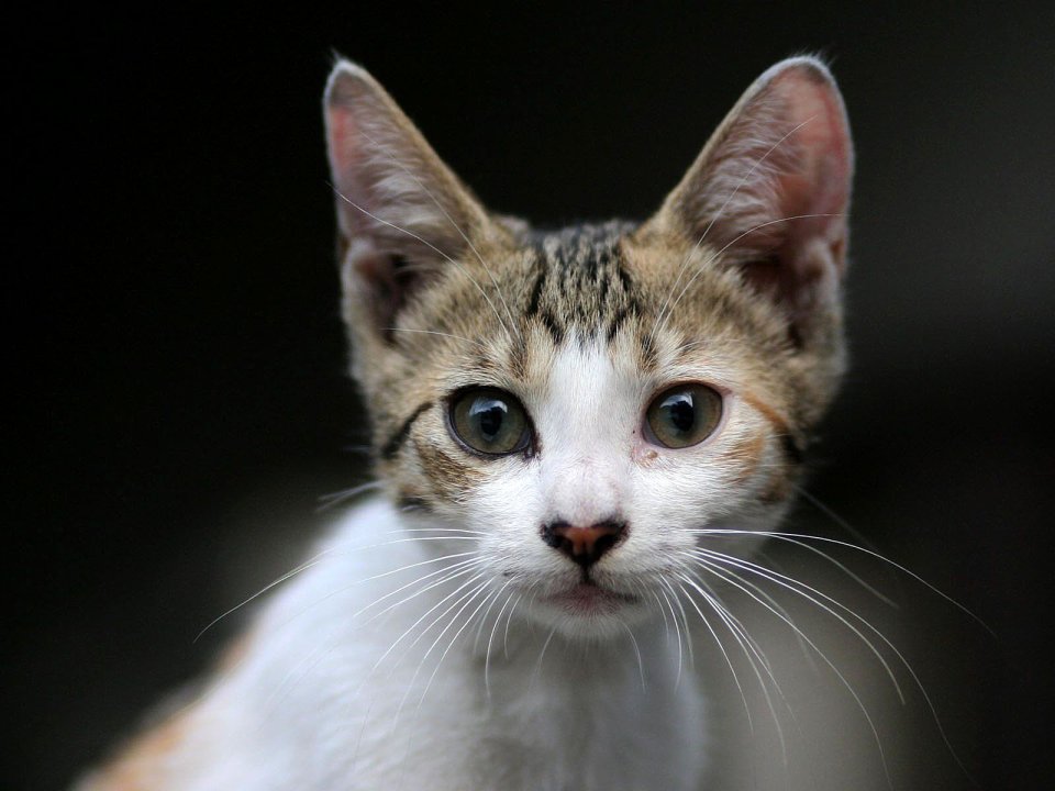 City Tabby Cat Close Up