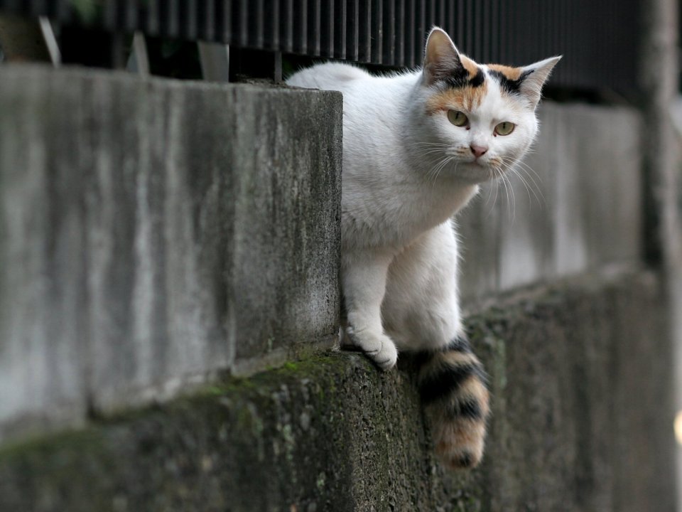 城市水泥墙上的三花猫