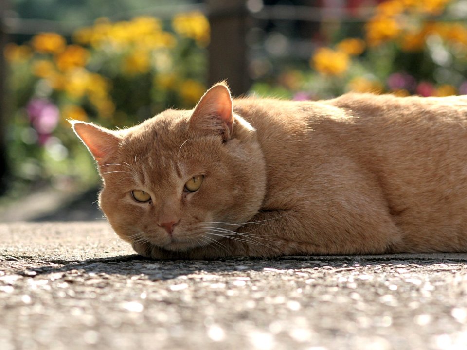 橘猫在阳光下的宁静时刻