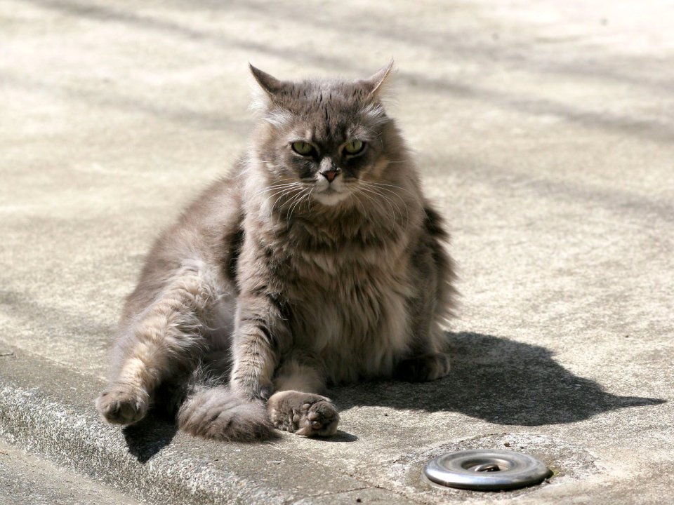 City Street Long Haired Cat Lazy Pose Realistic Photography