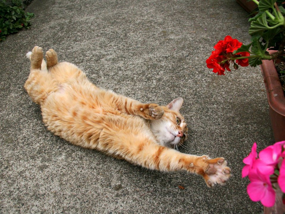 Orange Cat Stretching Pose With Geranium Flowers