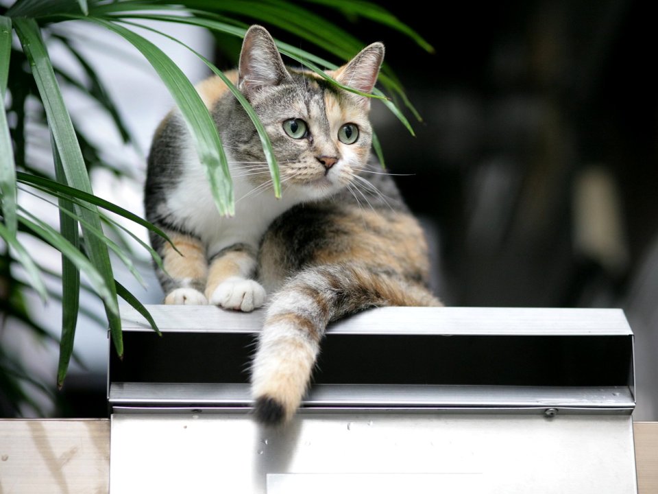 三花猫趴在金属物体上的宁静瞬间
