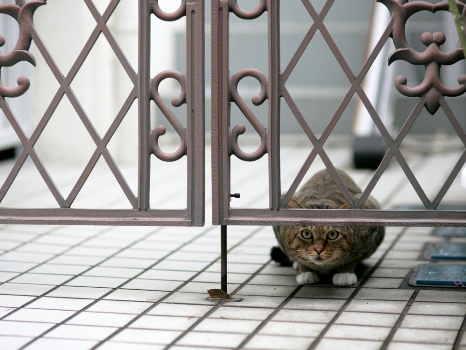 城市铁栅栏下的虎斑猫