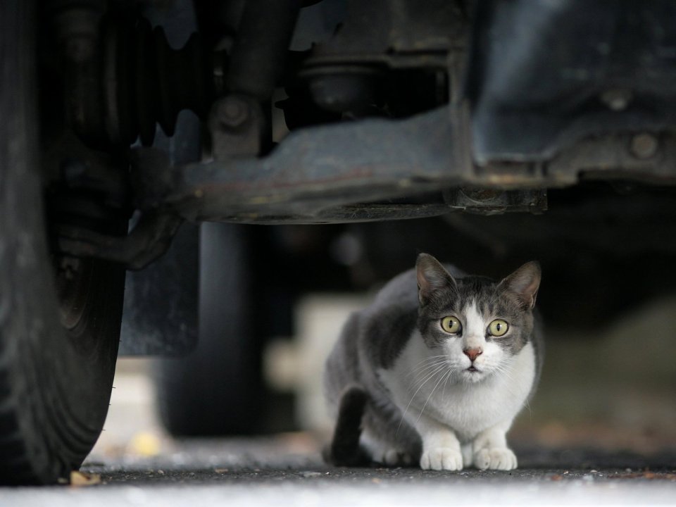 City Cat Under Vehicle Realistic Photography
