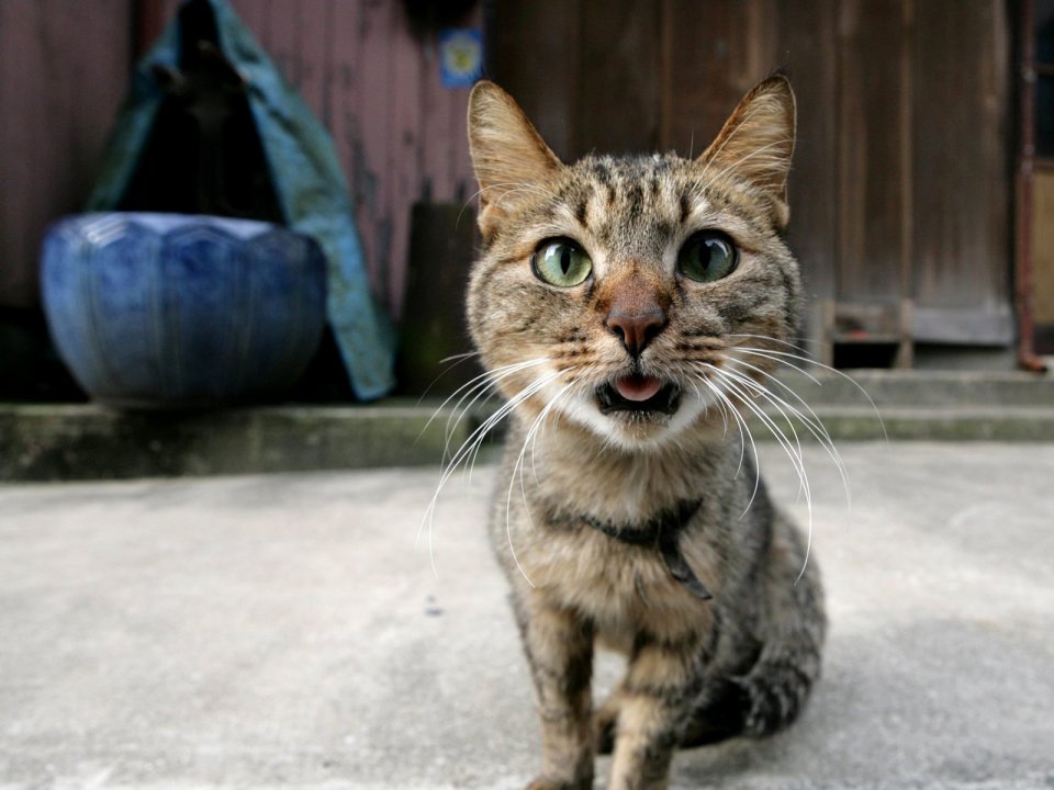 City Tabby Cat
