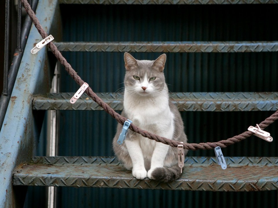 Urban Cat Metal Stairs Daily Moment