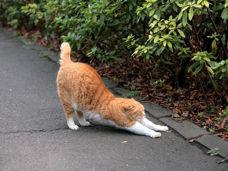 Orange Cat Stretching On The Roadside   Healing Moment