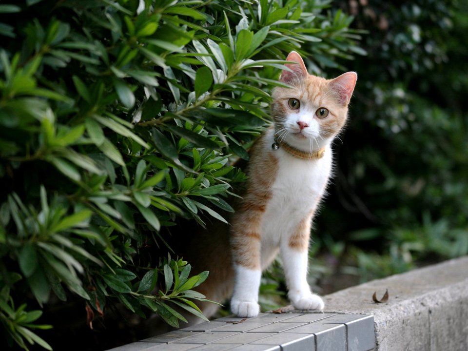 Orange And White Cat In City With Greenery