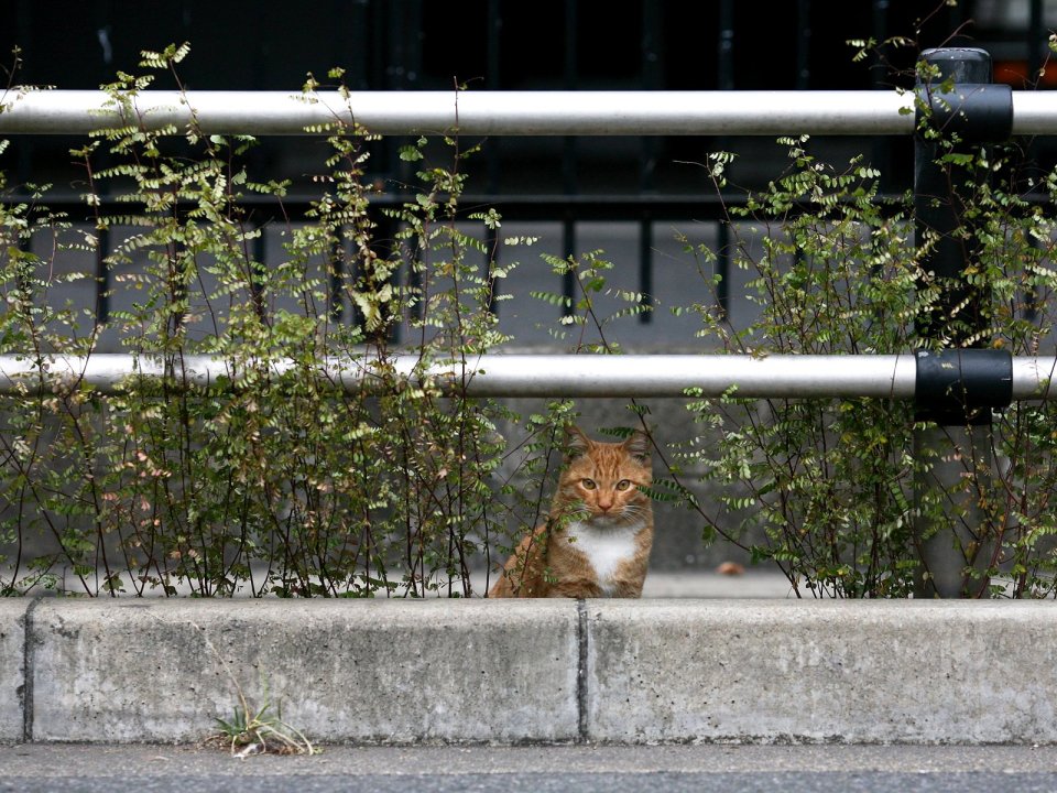 城市中的橘猫与绿植