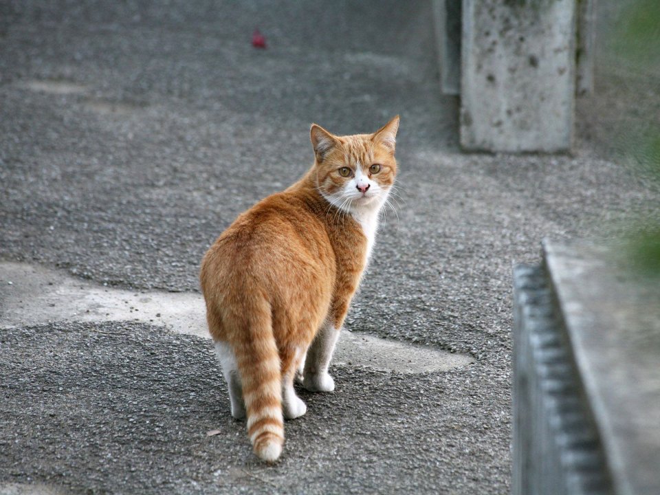 City Street Orange Cat