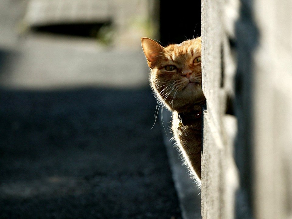 城市小巷墙角探头的橘猫