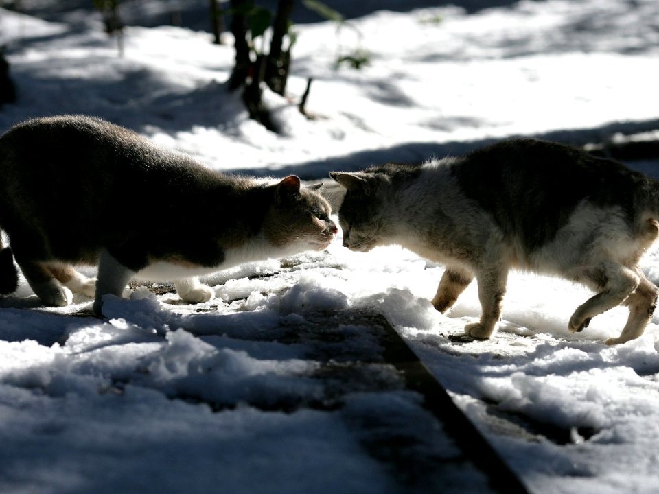 Two Cats Interacting In Snowy Ground