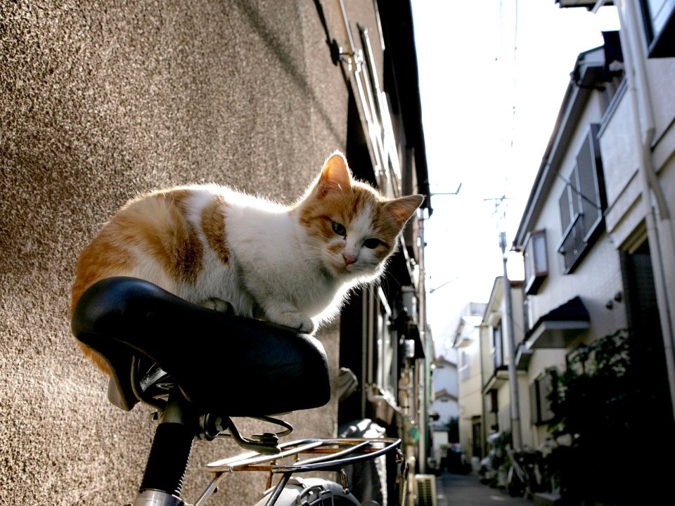 Ginger And White Cat On Bicycle In Japanese Alley
