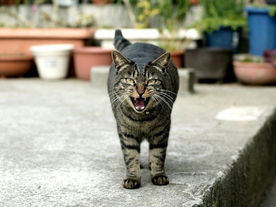 Hissing Tabby Cat Outdoor Potted Plants Background