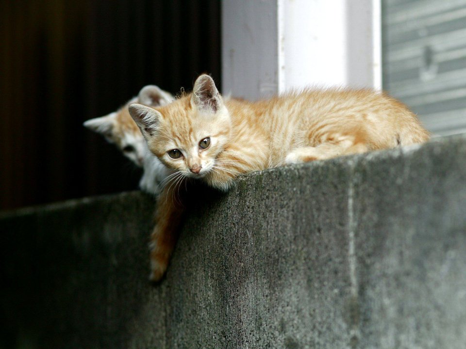 Orange Kitten On Window Sill