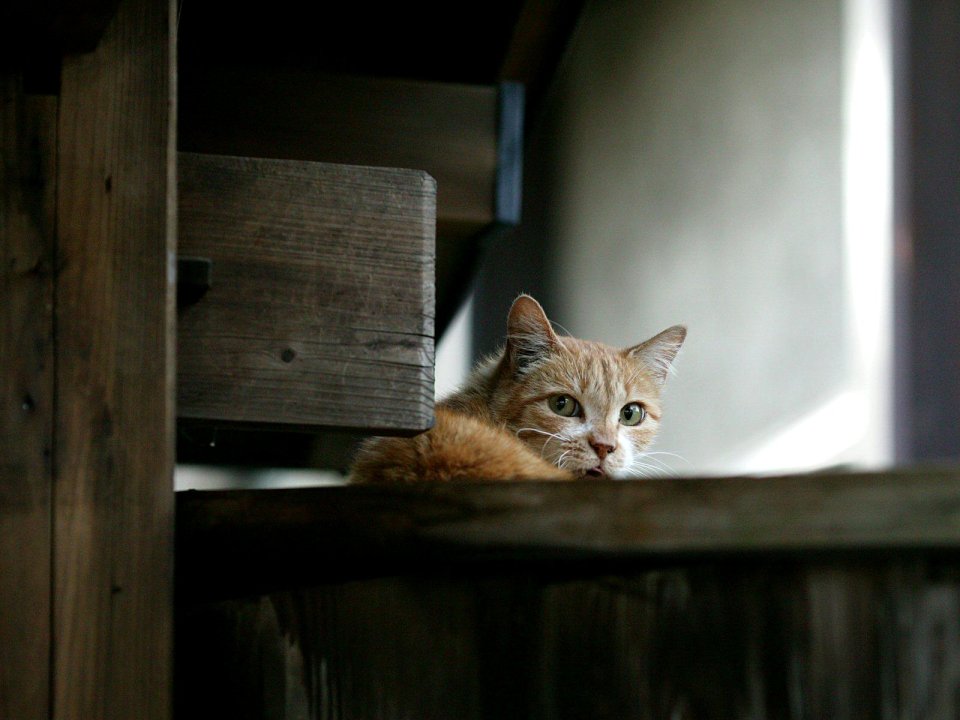 室内木质家具后的橘色猫咪