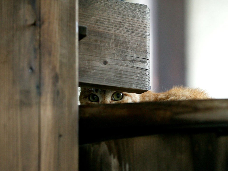 Orange Cat Peeks From Wooden Furniture Gap