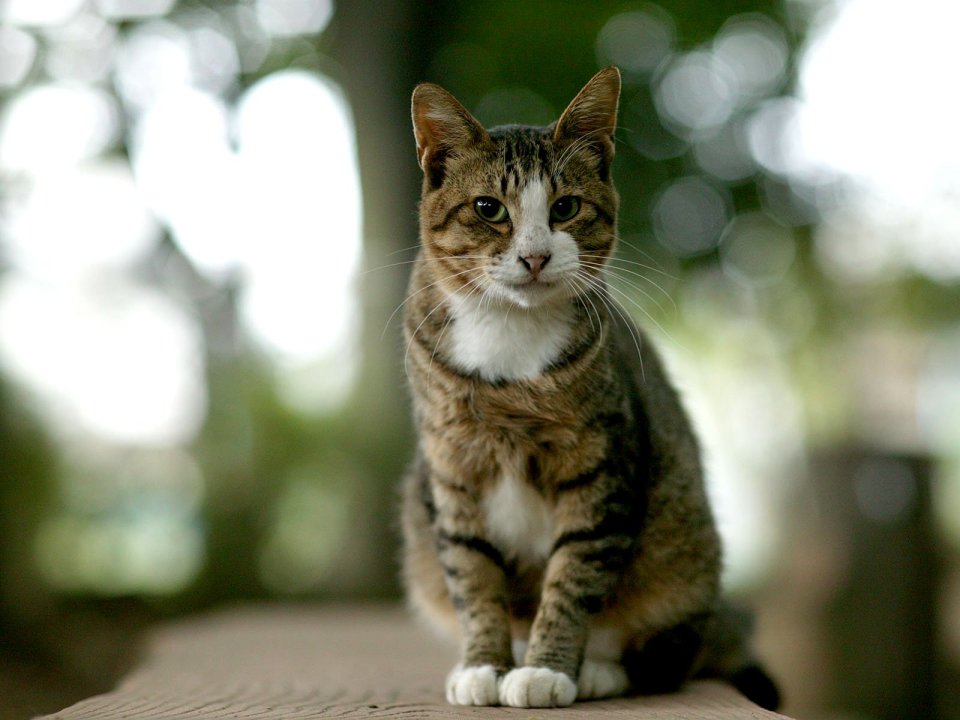 Tabby Cat Sitting On Wooden Platform Outdoor
