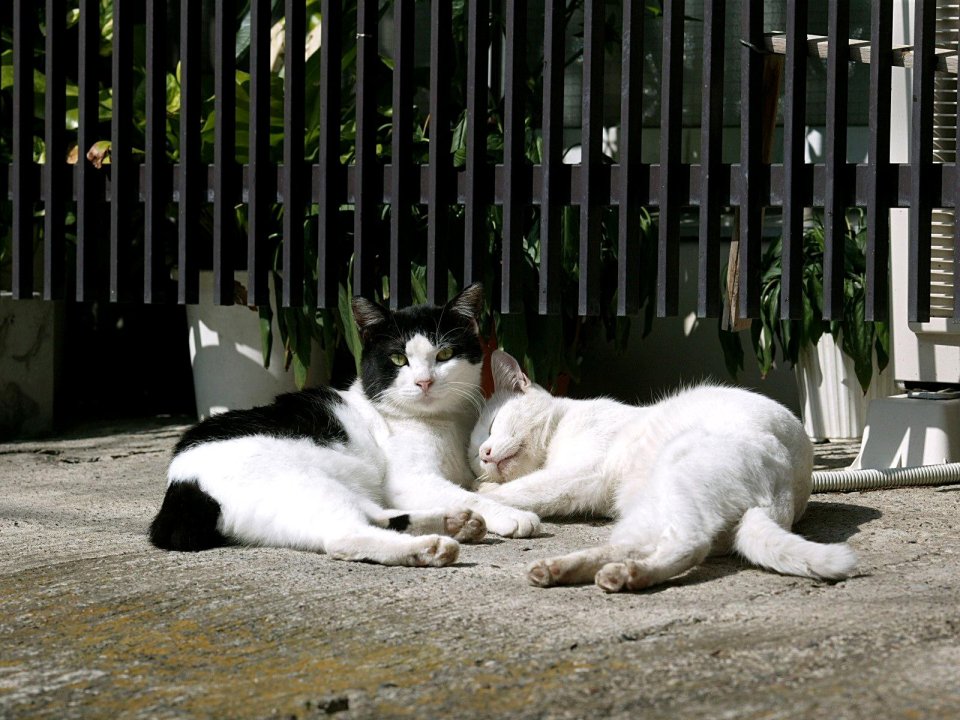 Two Cats Resting Outdoors In A Peaceful Scene