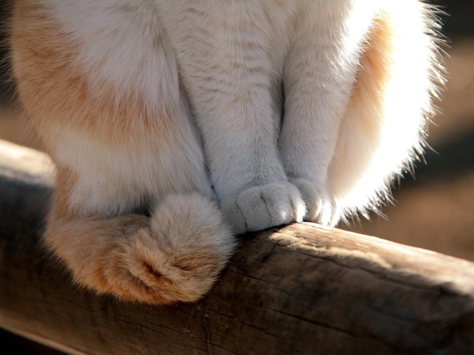 猫咪爪子特写 暖光下的木梁