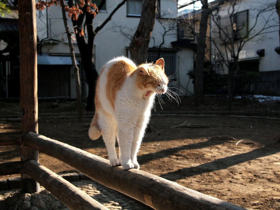 Orange And White Cat On Wooden Railing In Japanese Residential Area