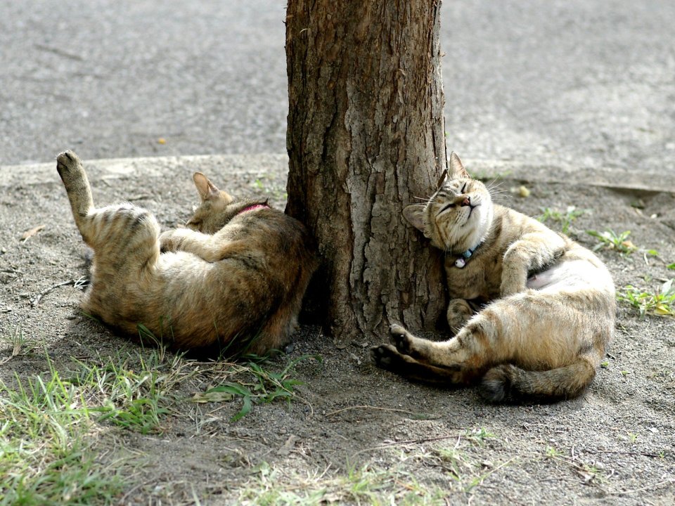 城市街头两只猫咪树下休憩