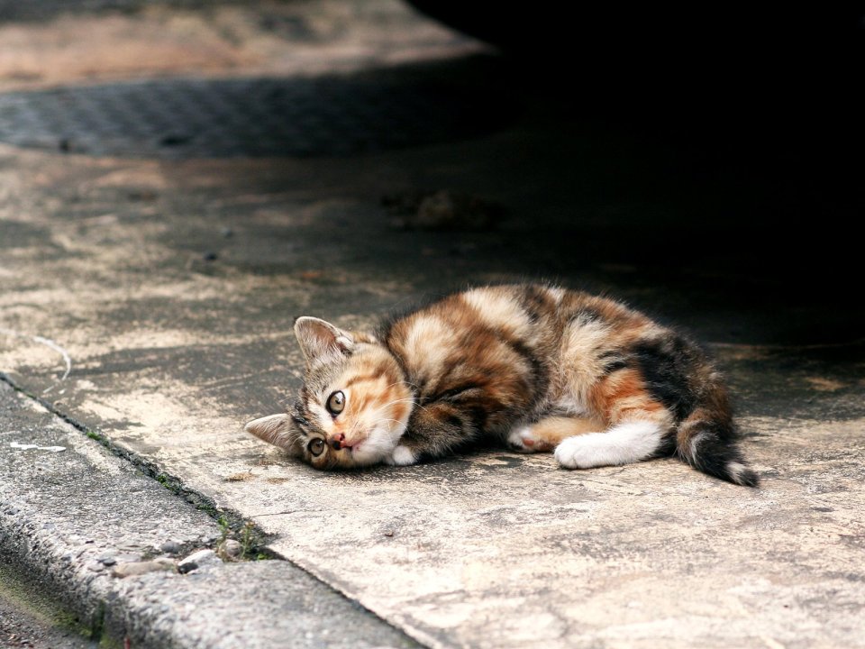 城市街头慵懒的三花小猫