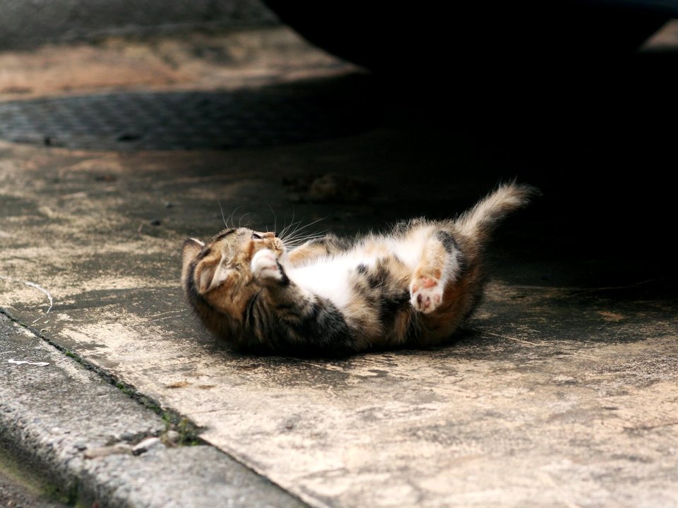 城市街头慵懒小猫仰卧画面