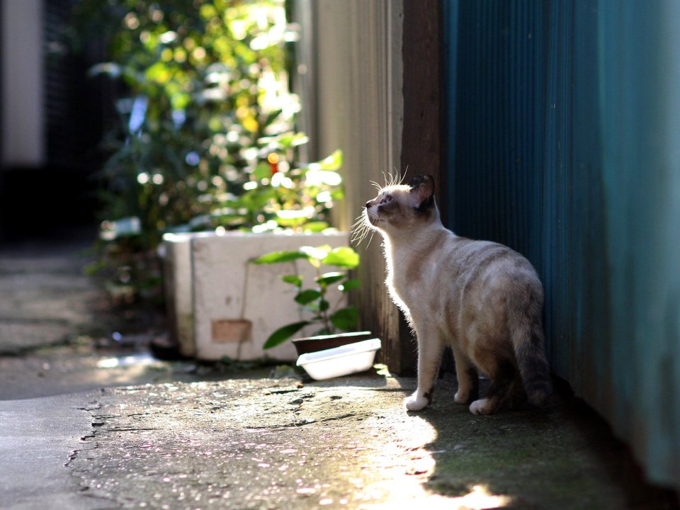 街角的流浪猫（三）